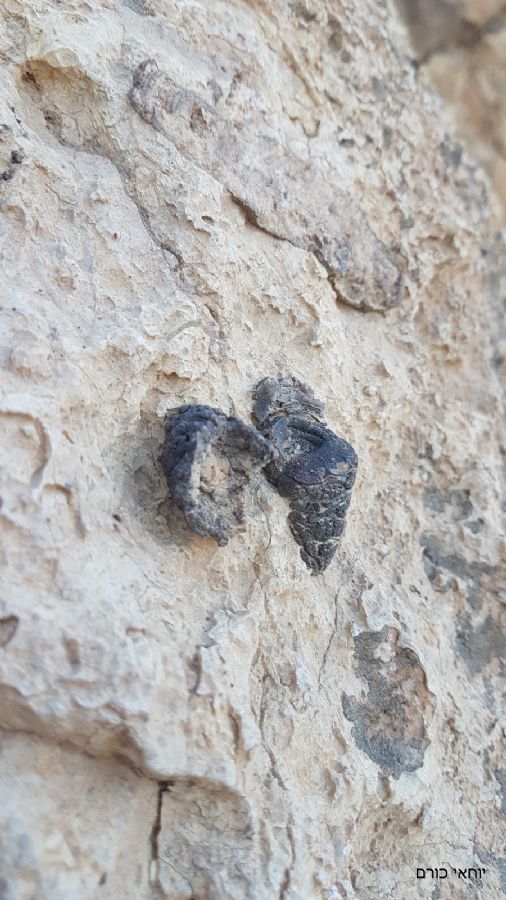 חלזונות מבורזלים